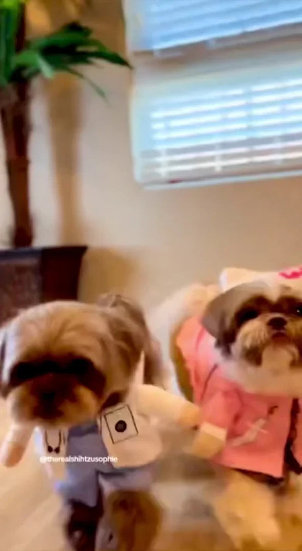 Doctor Pup  Halloween  Costume