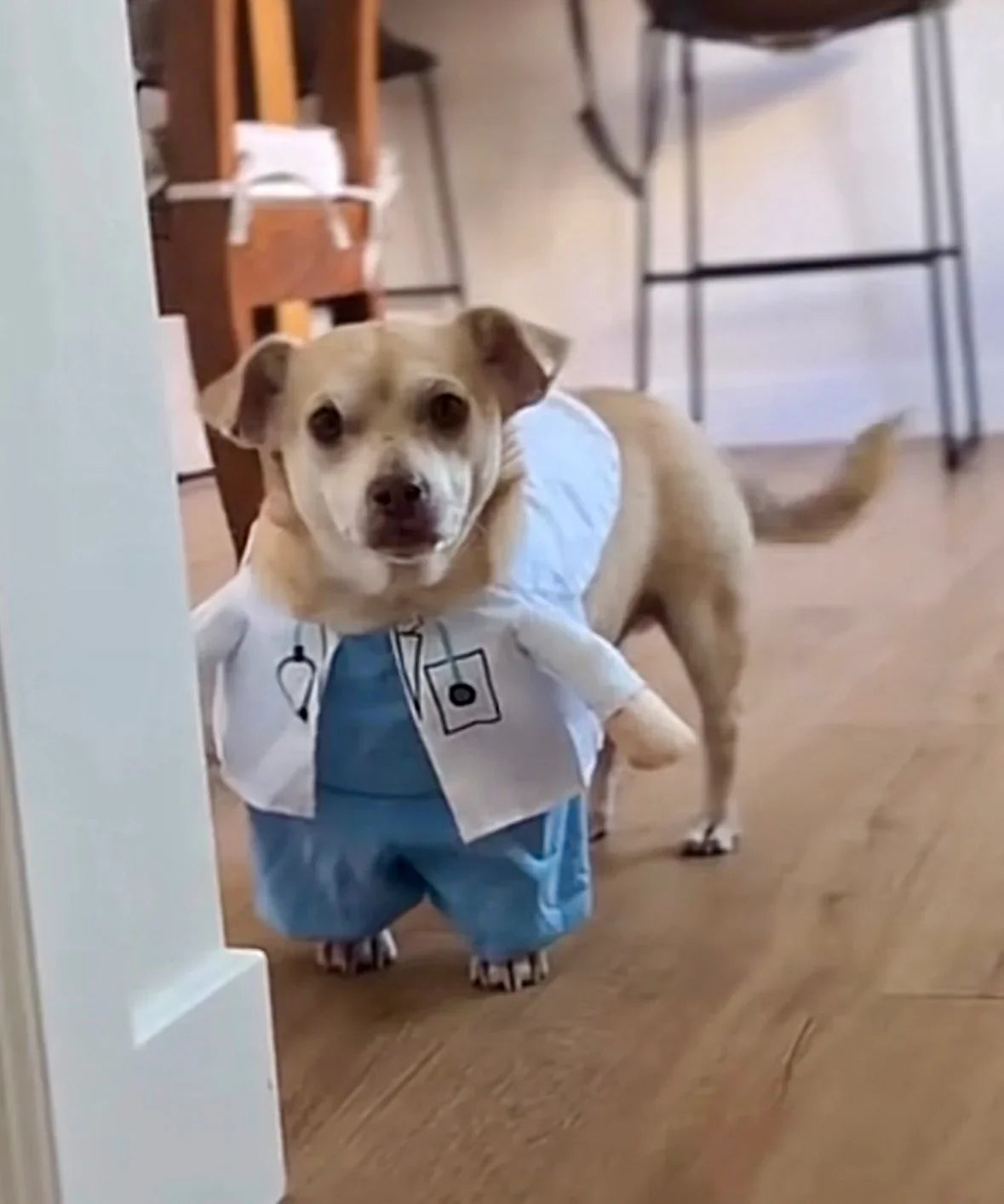 Doctor Pup  Halloween  Costume