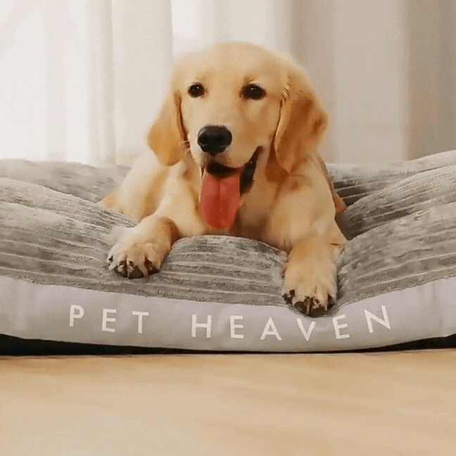 Modern Pet Sofa Bed